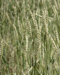 2026_06_07_PARCELLE_AGRICOLE_BLE_TENDRE_PETIT_QUINQUIN (1)