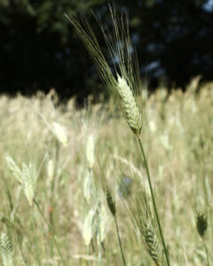 2026_06_07_PARCELLE_AGRICOLE_BLE_ZANDURI (6).JPG